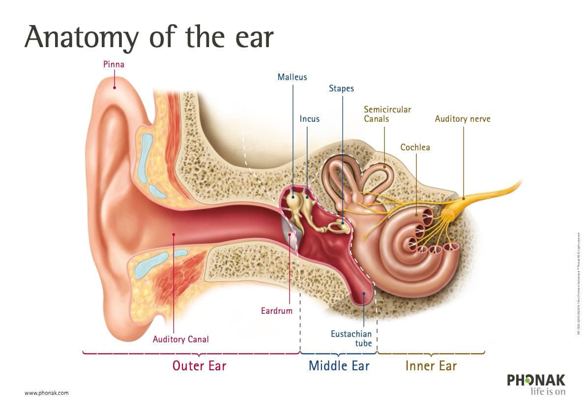 Understanding Hearing Loss: Why "Loud" Doesn't Mean "Clear"